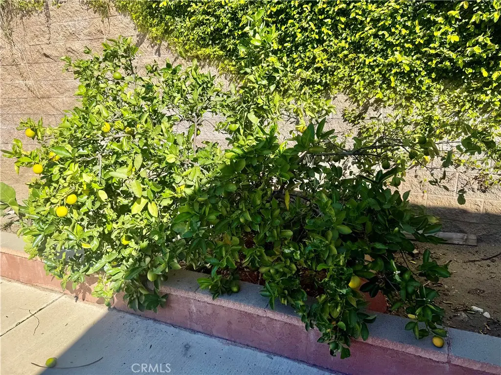 5982 Harrison, Chino