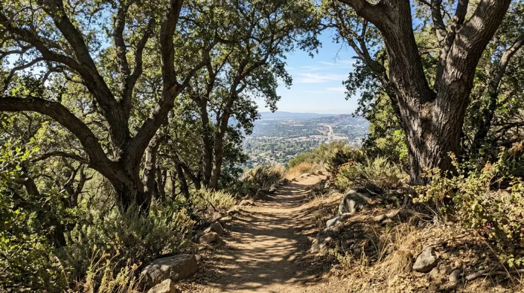 Sunlight dappling through oak trees along a well-maintained section of the Colby Trail, with a glimpse of the valley beyond.