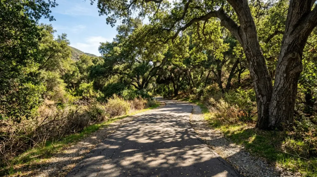 Sunlight filtering through mature oak trees onto a paved walking path within San Dimas Canyon Park, with dappled shadows on the ground.