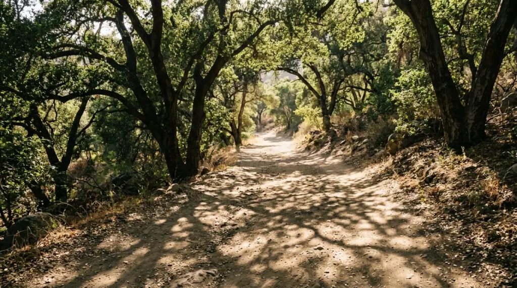 Sunlight filtering through oak trees onto the dusty path of the Colby Trail, with shadows dancing on the ground.