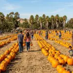 Pumpkin Patches and Fall Festivals Near Ontario